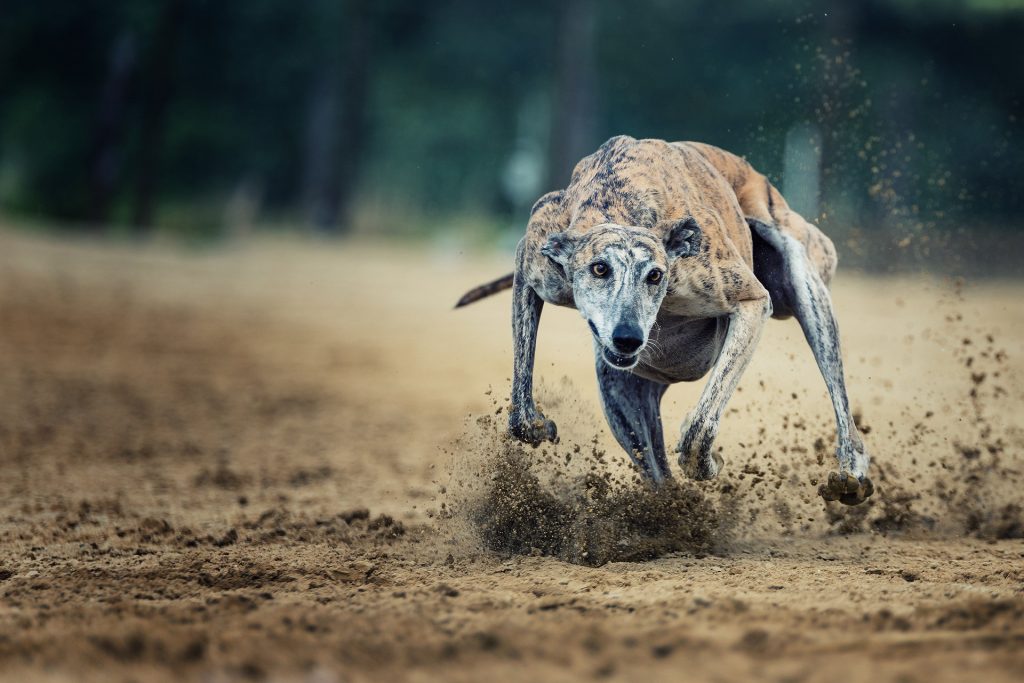 race dog flip Night Day Media